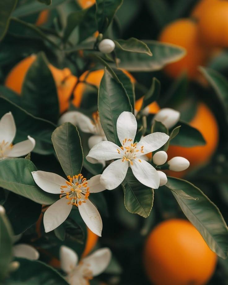 Garden's Bounty: Luscious Greens & Vitamin Riches